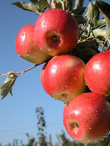 Irrigazione del melo, serata tecnica per frutticoltori